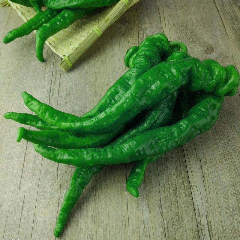 大螺丝椒龙椒辣椒种子