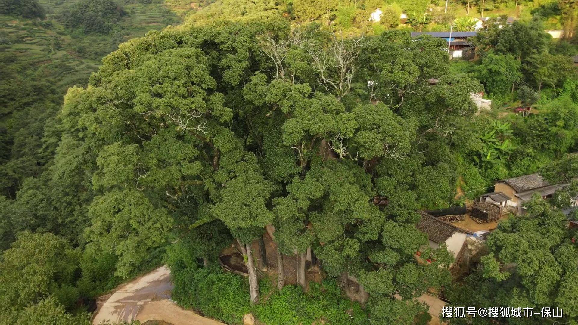 施甸有个最美香樟古树群，被当地村民视为心中无价之宝