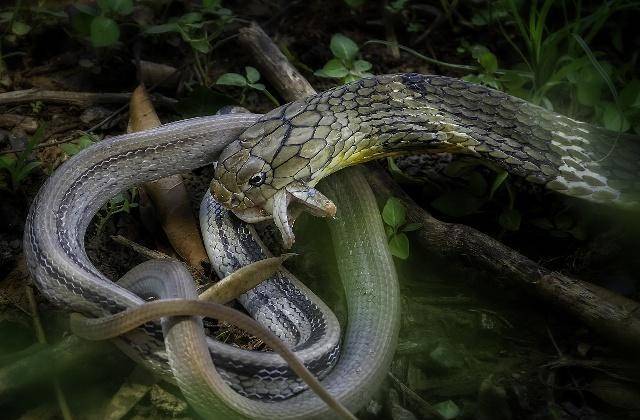 蛇属相今年 de8aa9e263534730973345d5d48f4d3b.jpeg