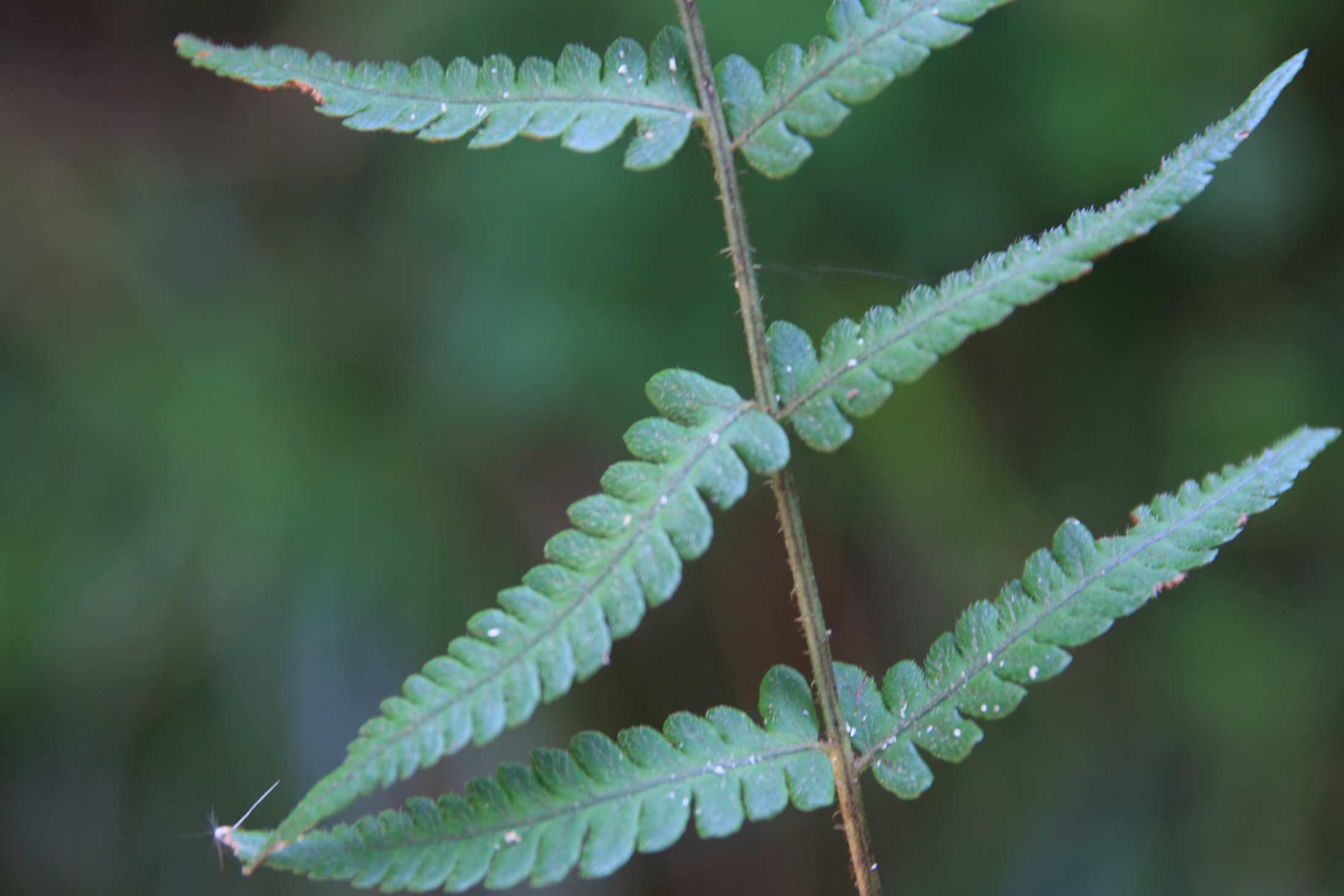 庆元植物1441-蹄盖蕨科-对囊蕨属-毛叶对囊蕨(原毛轴假蹄盖蕨)