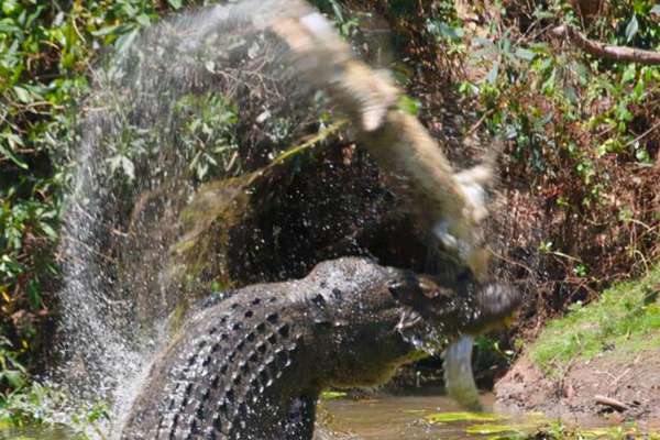 河北两条鳄鱼幼崽被非法放生水库，随意放生后果严重！