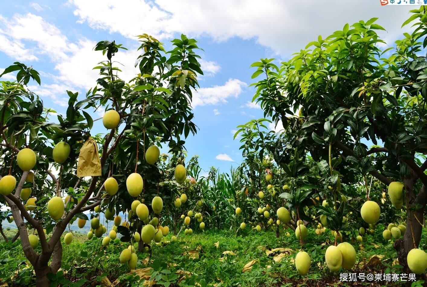 柬埔寨的气候特别适合种植芒果