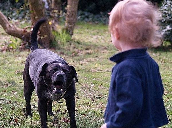 训犬师:孩子如果狗冲向你,你该怎么做?