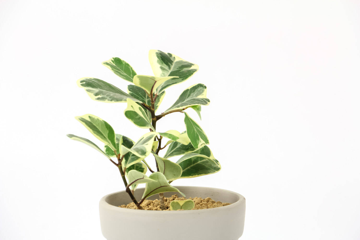 风靡全网的室内盆栽植物非试管高效快繁花叶三角榕