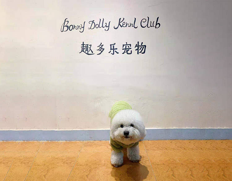 定点比熊犬乱拉大小便狗狗训练，深圳训狗学校定制35天课程培训纠正