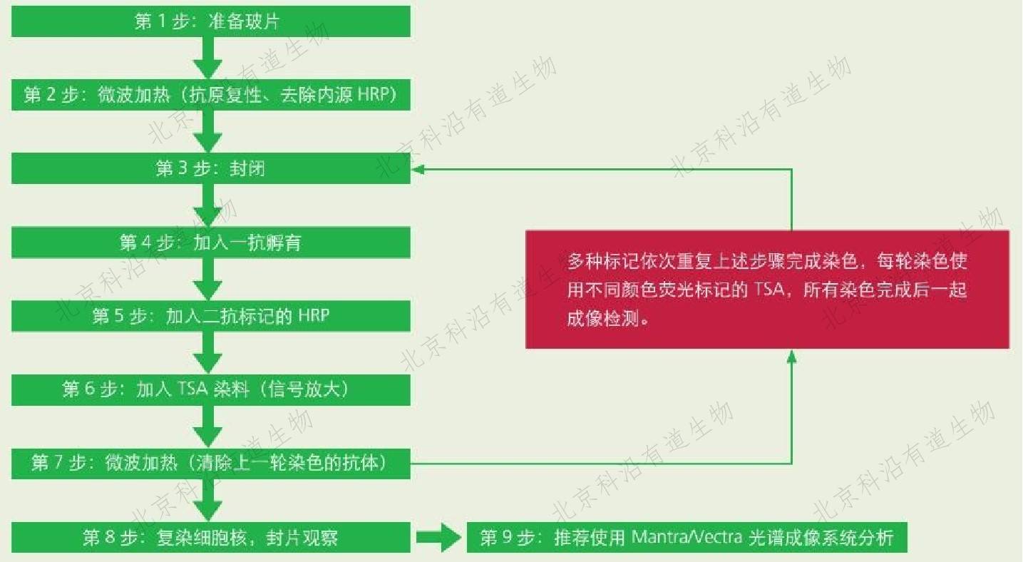 多色标记免疫荧光-多重组织成像技术简介_染色