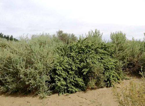 天然的"生物脱盐器"-植物非试管高效快繁技术四翅滨藜