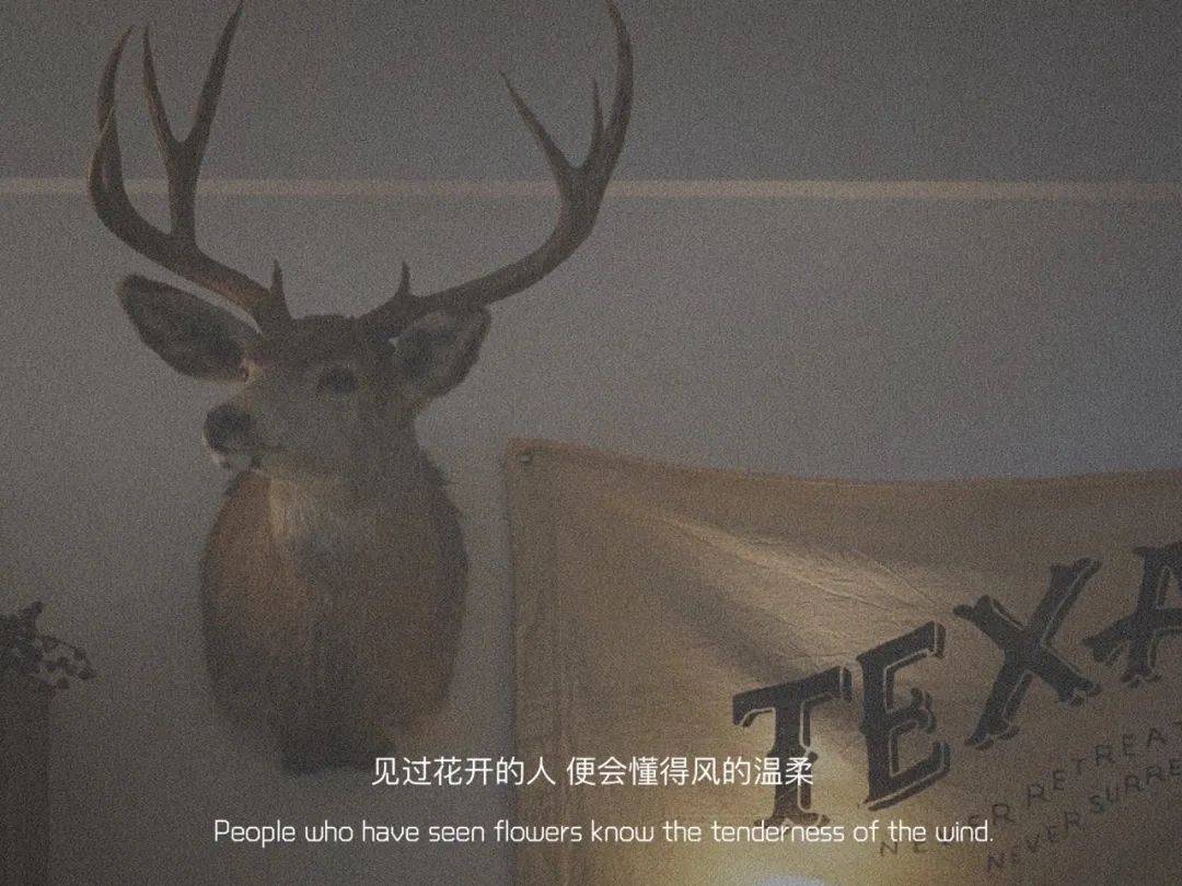 背景图见过花开的人 便会懂得风的温柔 背景图