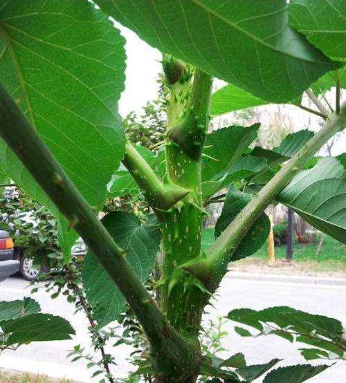 保健益壽的木本山野菜——龍芽楤木