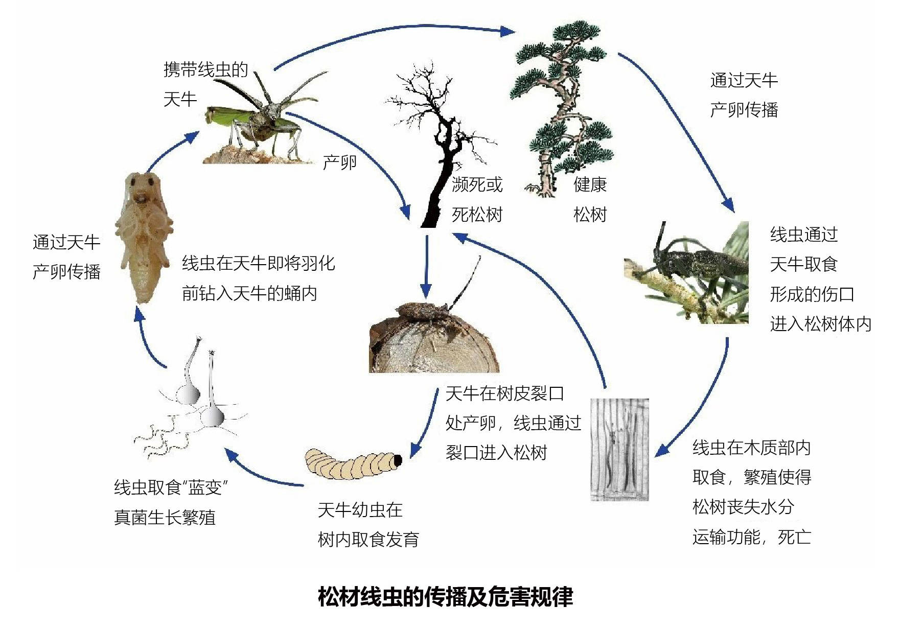 松树常见病虫害图谱图片