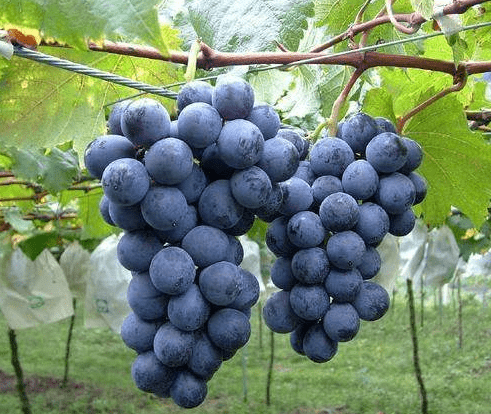 植物|酿酒葡萄--植物非试管高效快繁在新疆发展前景广阔