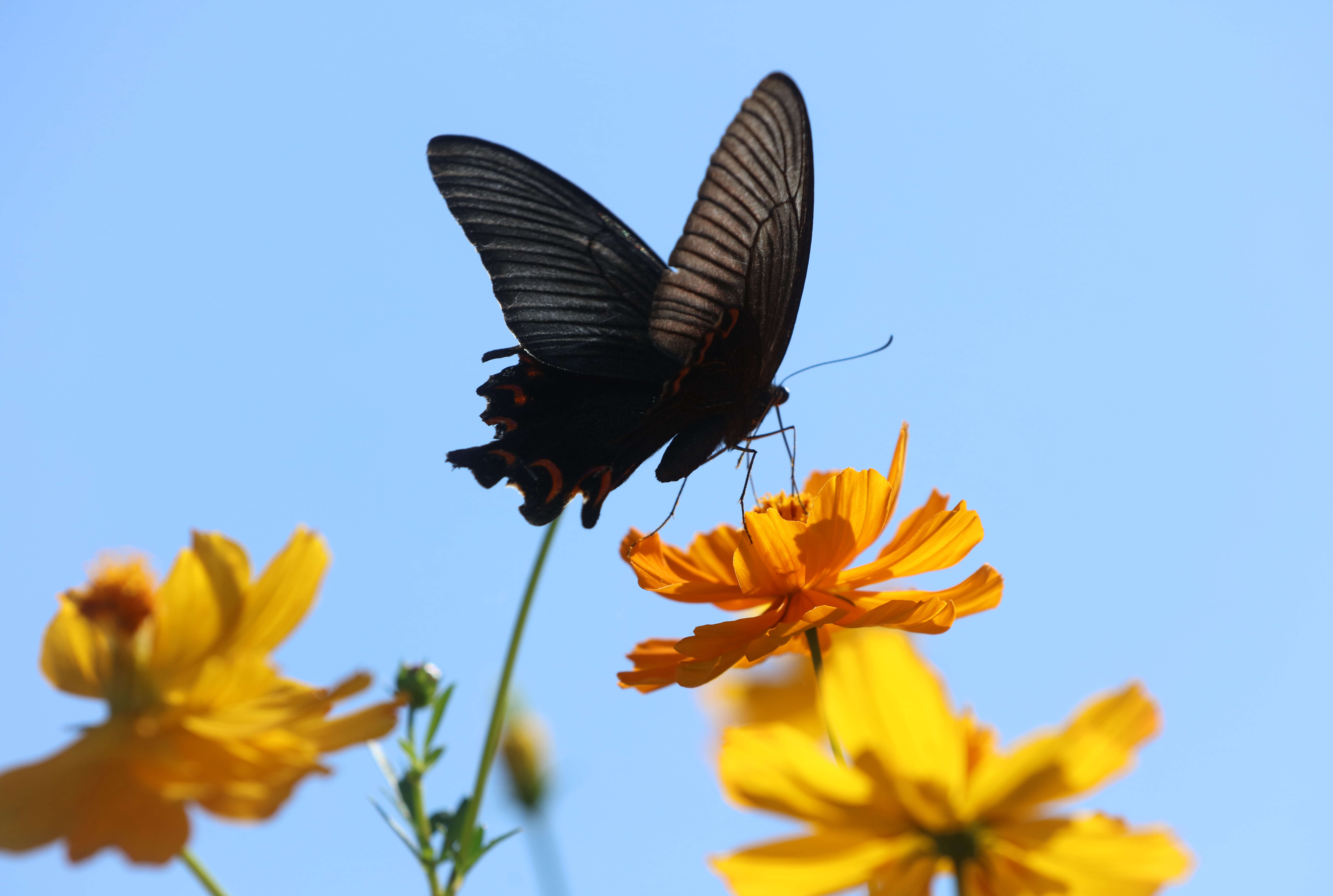 张家界黄龙洞风景区花开蝴蝶来组图