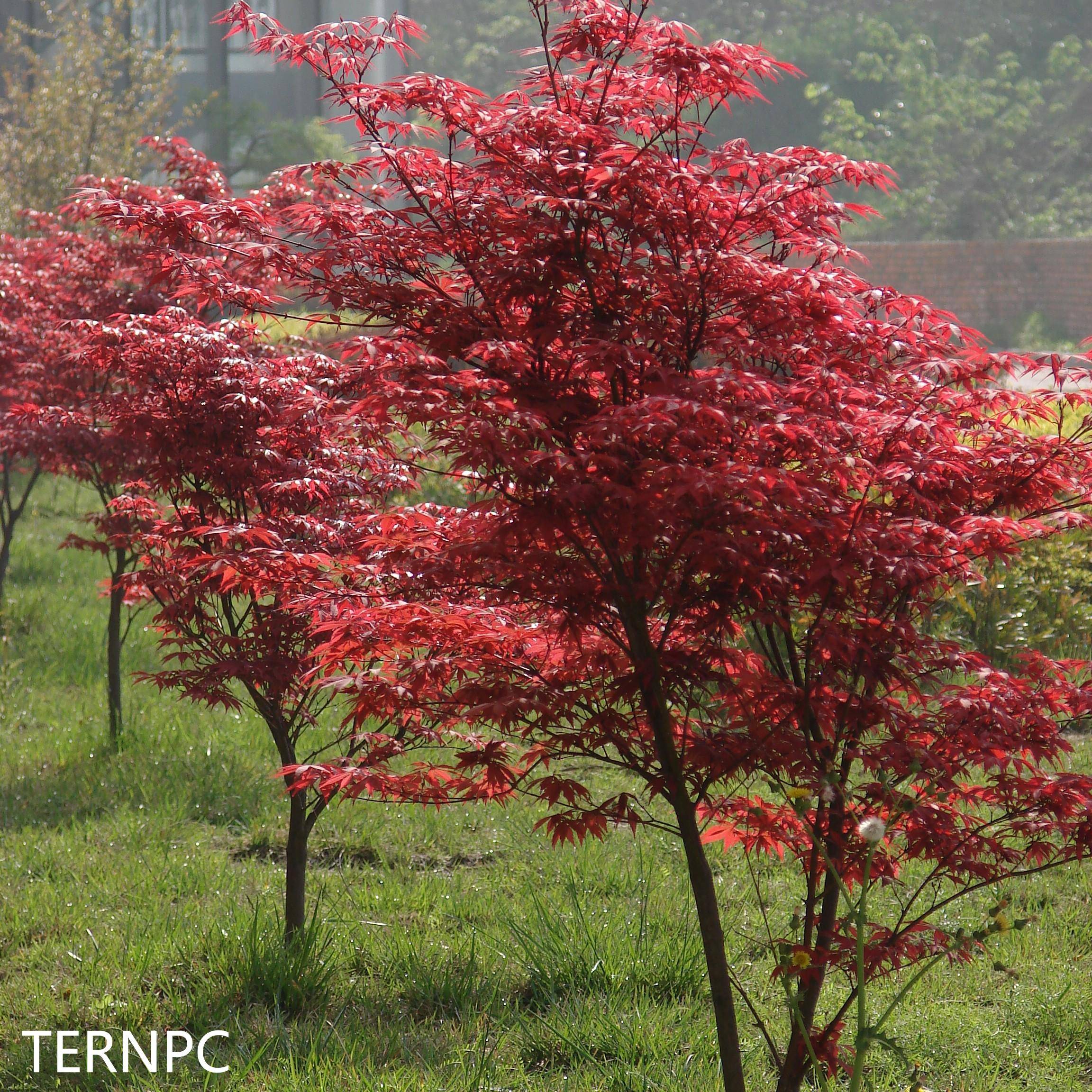 日本红枫红舞姬植物非试管高效快繁日本红枫红舞姬