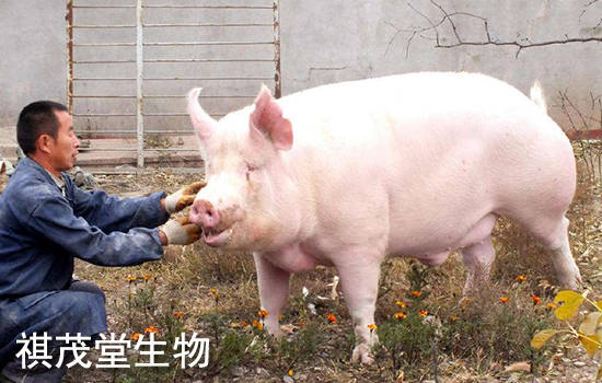 气喘病|猪气喘病,猪喘气病,猪支原体肺炎的症状原因？治疗猪气喘病猪支原体肺炎的药