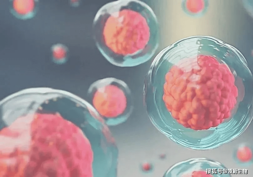 治疗|拯救肾病患者 - 干细胞移植有望代替透析、换肾