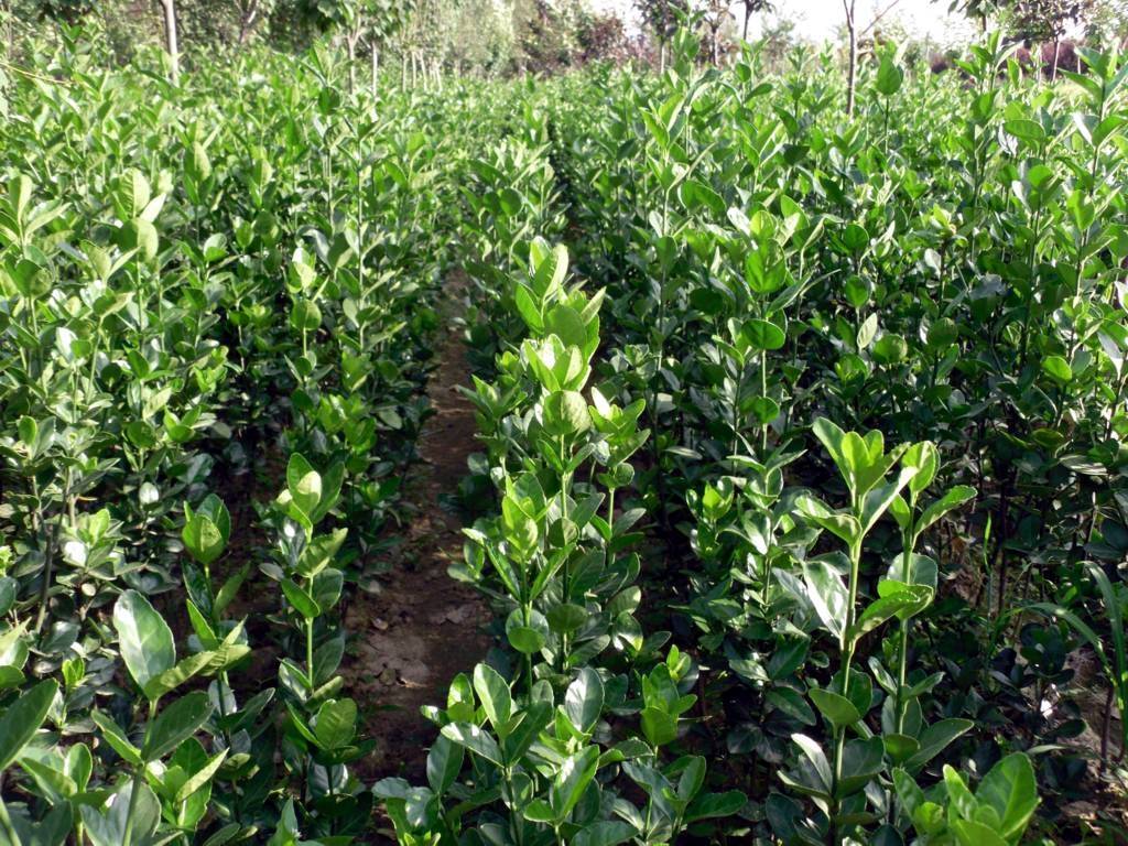 来自日本的"全能型选手"——北海道黄杨的植物非试管高效快繁技术