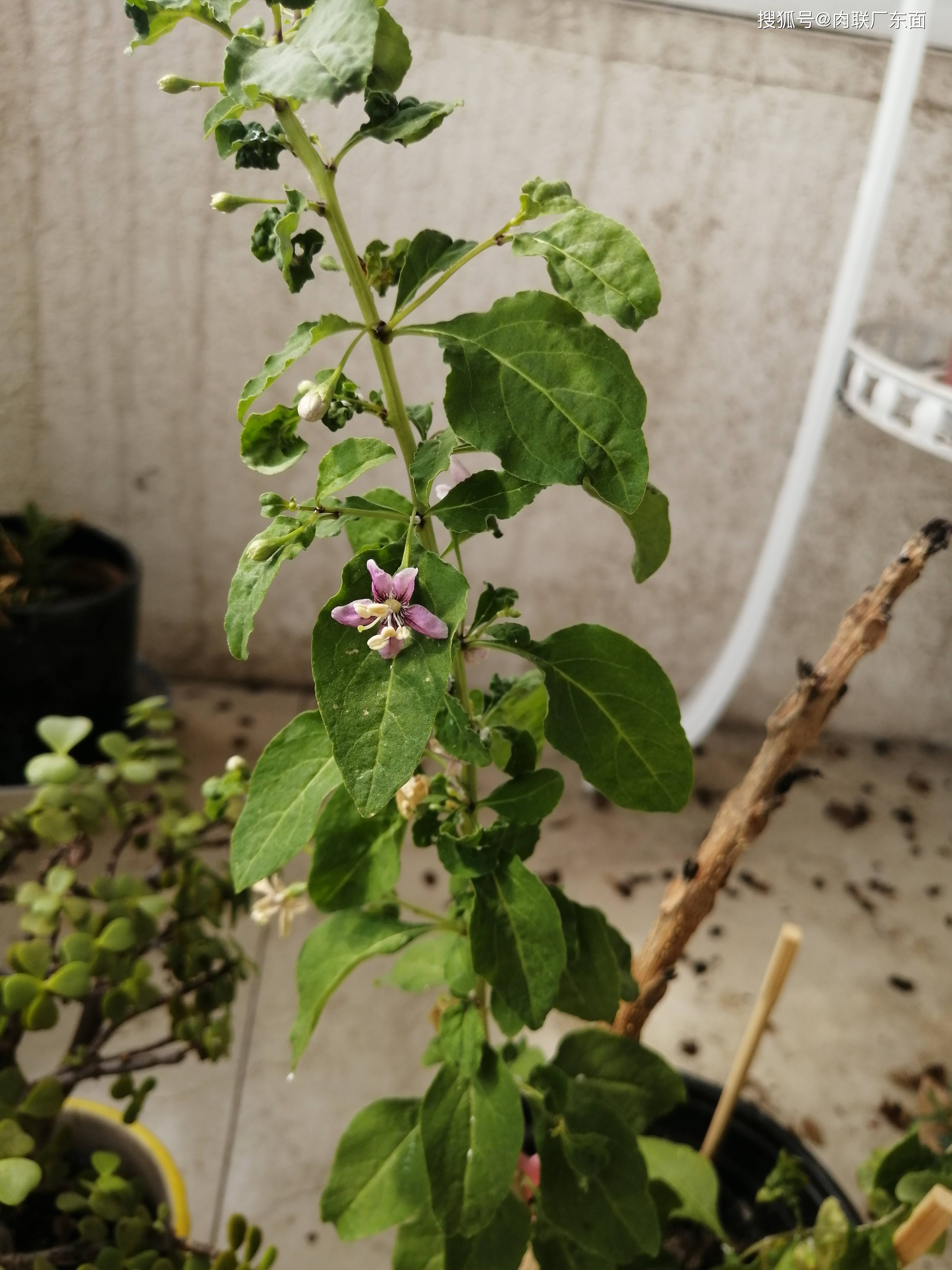 中午来阳台,欣赏枸杞树.紫色小花朵,开满了枝头.