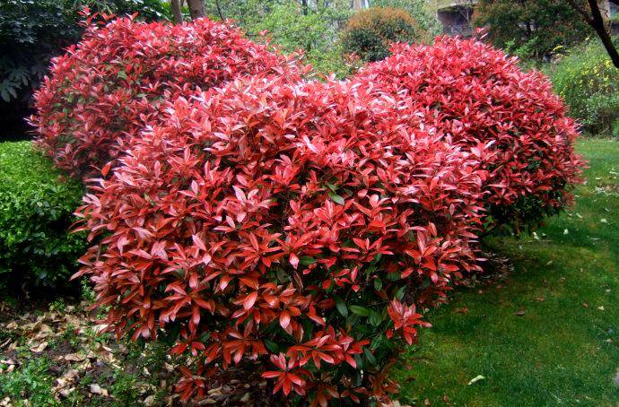 四季火红如炬的植物—红叶石楠植物非试管高效快繁