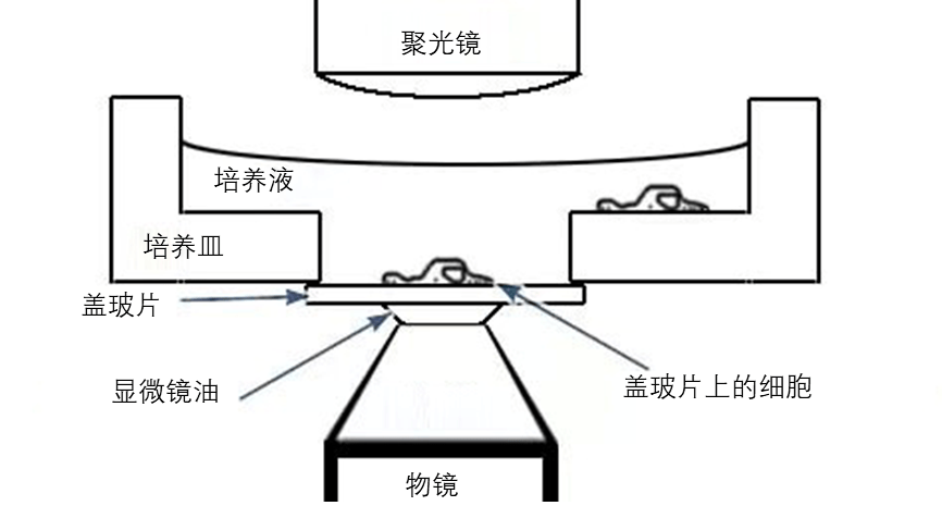 设计|泰立瑞全自动免疫组化染色仪：兼容载玻片和盖玻片染色的全自动免疫组化染色仪