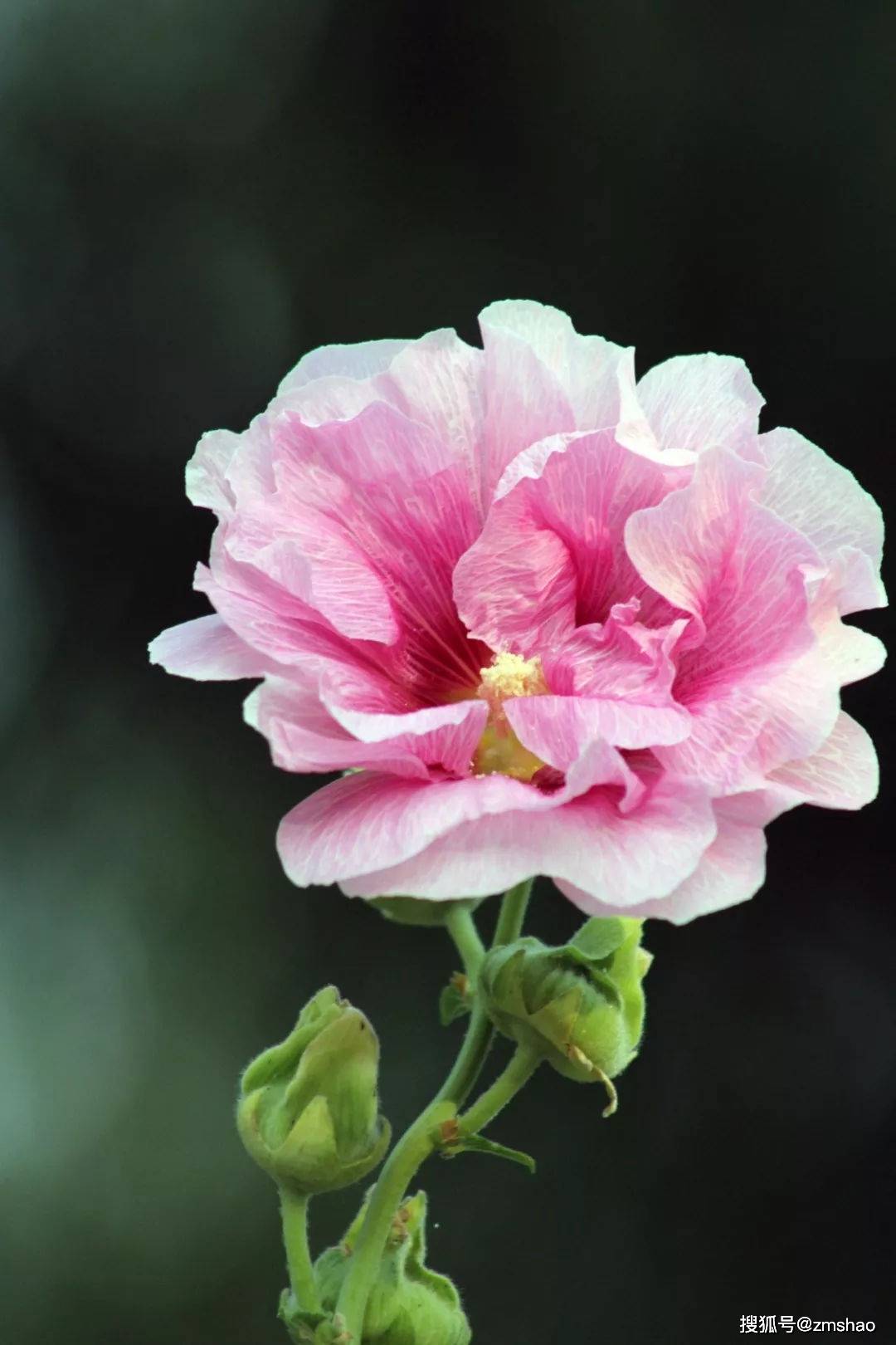 芙蓉花開作文(有趣的芙蓉花作文),芙蓉花開了,第3張