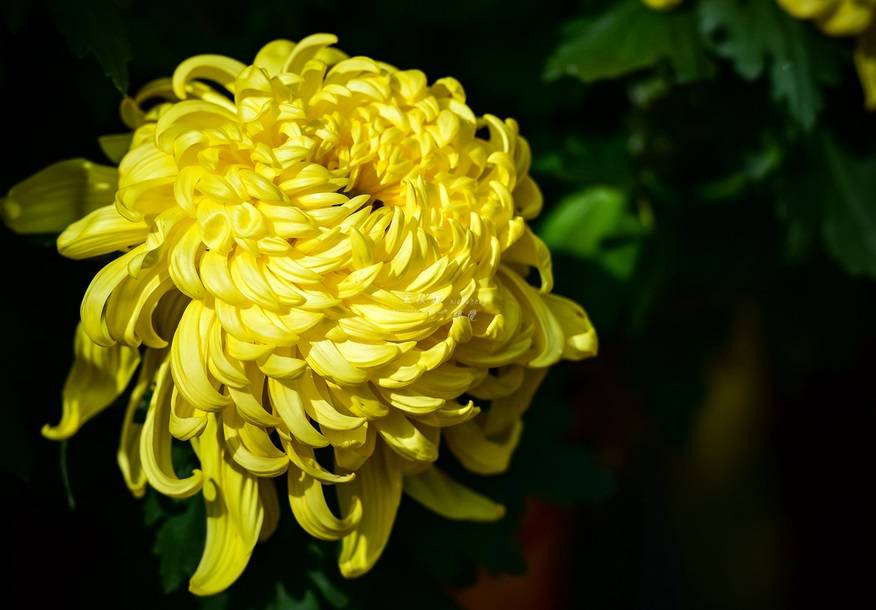 中国十大名花 谁排名第一 花中之王 全网搜