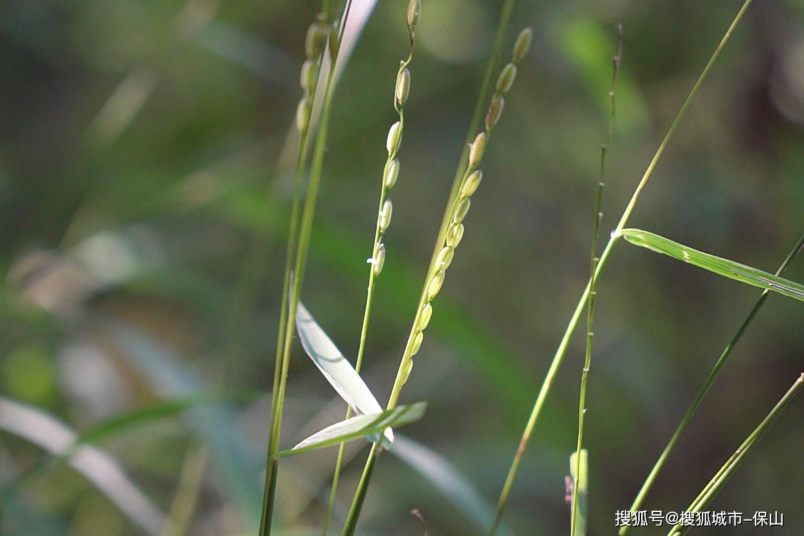 这种野生稻被称为"植物大熊猫"云南昌宁现存1000余亩_王东华