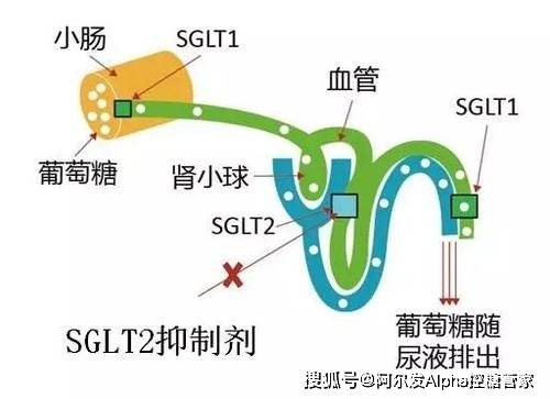 肝脏|除了胰腺,忽视这三个器官血糖也会失控