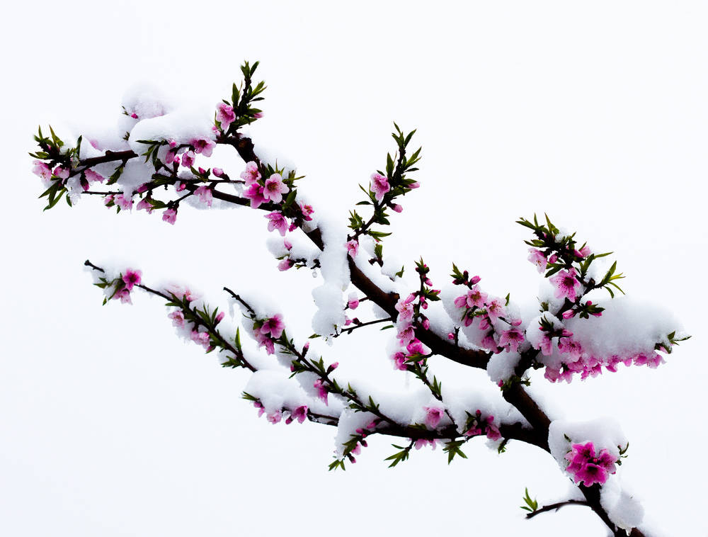 填词写入桃花雪