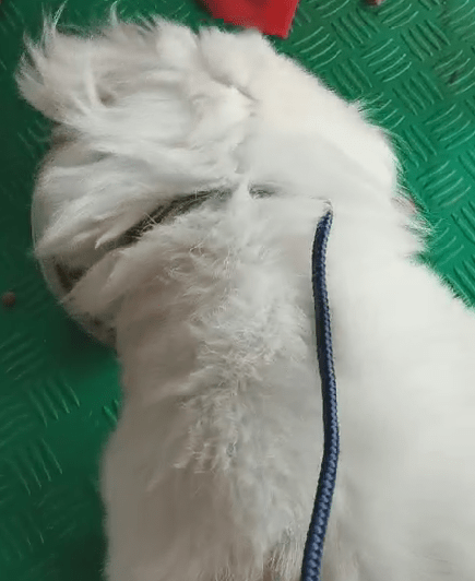 万爱训怎么训练狗狗不咬人？广州训狗学校纠正8个月大串串狗爱咬人问题