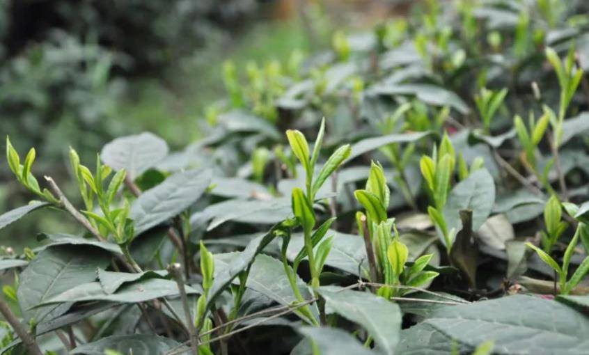什么时候采摘的鲜叶,制作的白茶才好喝?_茶叶