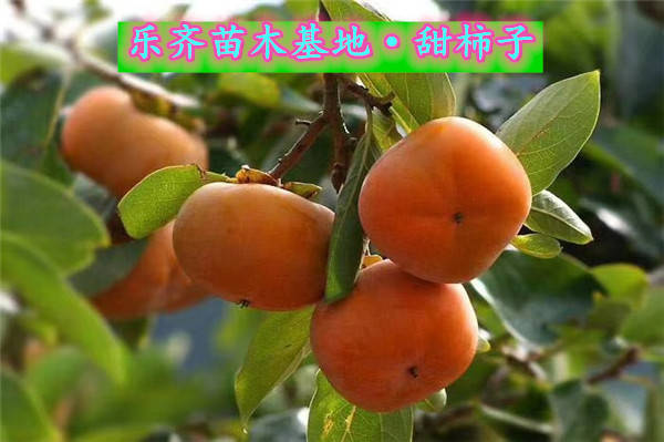 摘下来可以直接吃的柿子品种介绍 阳丰甜柿子 次郎甜柿子 富有甜柿子 果皮 全网搜 摘下来可以直接吃的柿子品种介绍 阳丰甜柿子 次郎甜柿子 富有甜柿子 果皮 全网搜