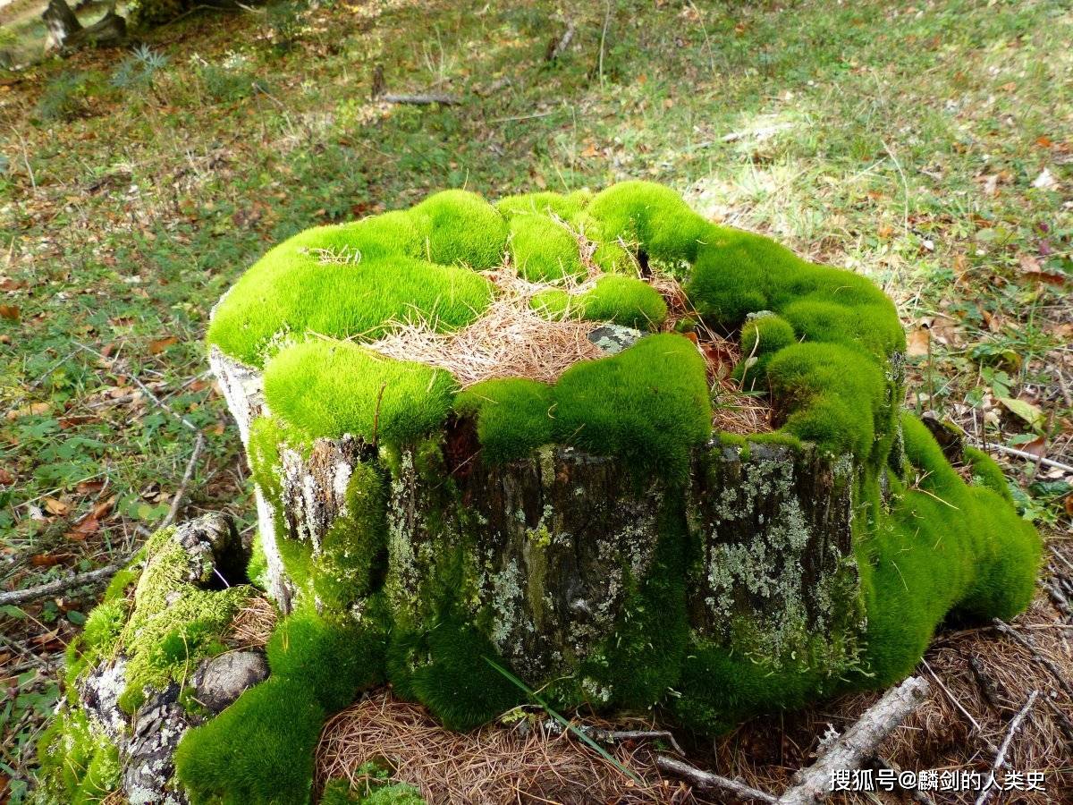 地球生物全系列植物篇植物界苔藓植物