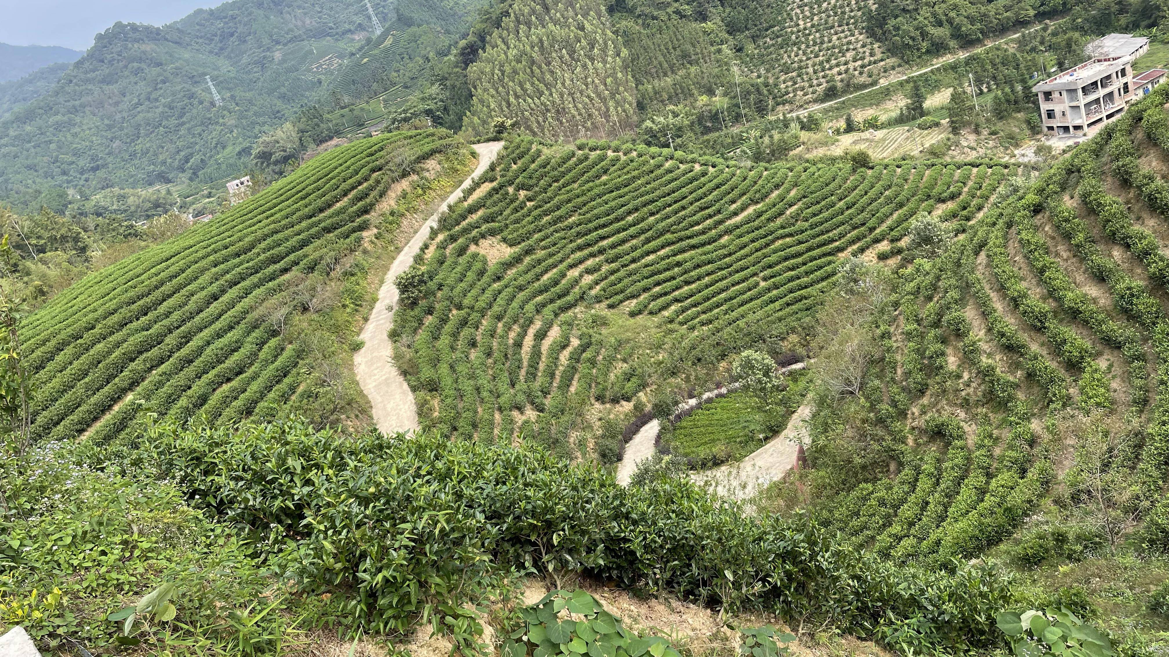 昭平县哪里有茶叶苗（广西昭平最有名的茶厂） 昭平县那边

有茶叶苗（广西昭平最闻名

的茶厂）《昭平茶叶最出名》 茶叶资讯