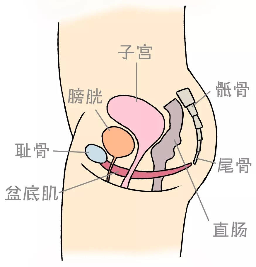 产后盆底功能障碍性疾病治疗新技术新式缩阴术