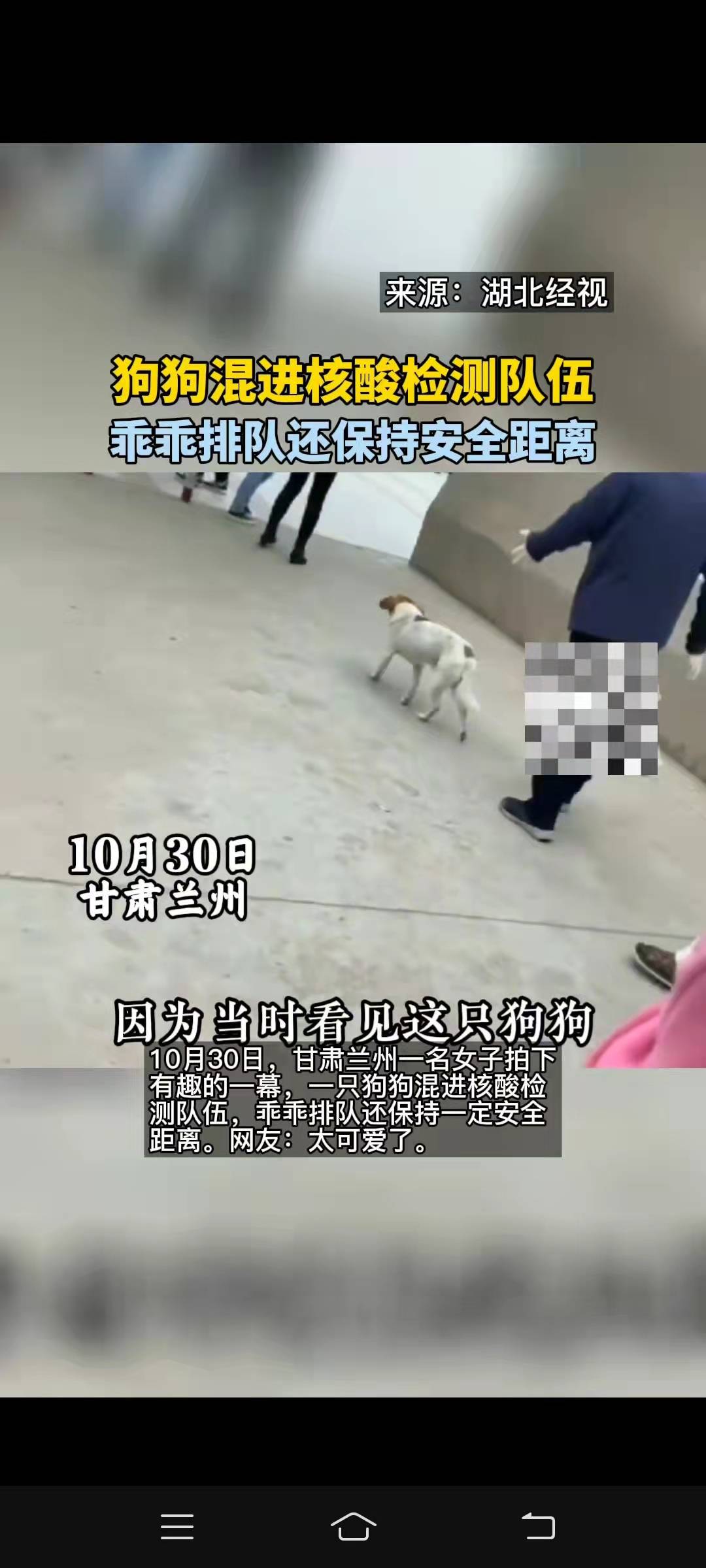 狗狗混进核酸检测队伍乖乖排队还保持距离