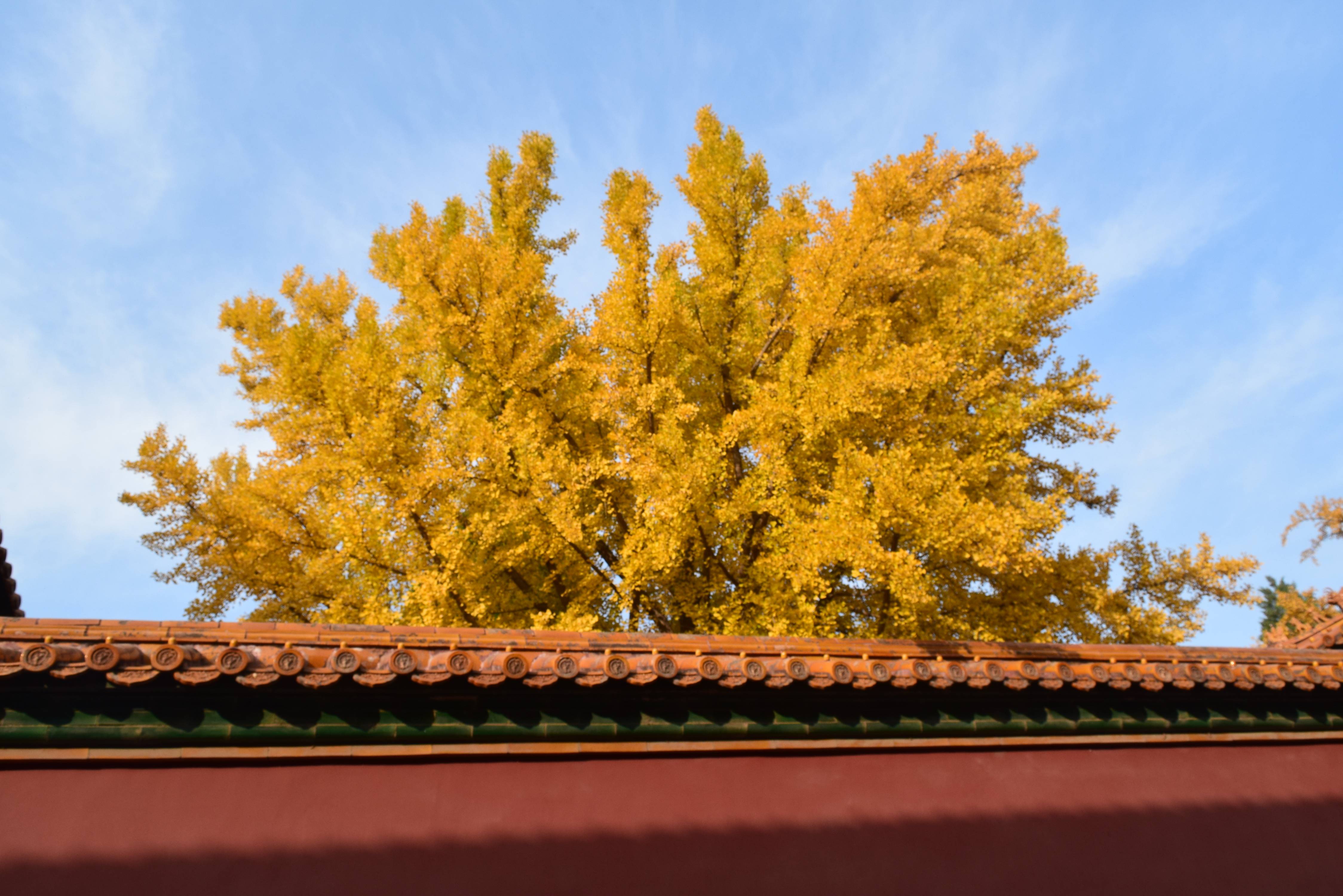 秋日故宫 | 红墙朱瓦,绿地黄叶,光影回旋!-搜狐大视野-搜狐新闻