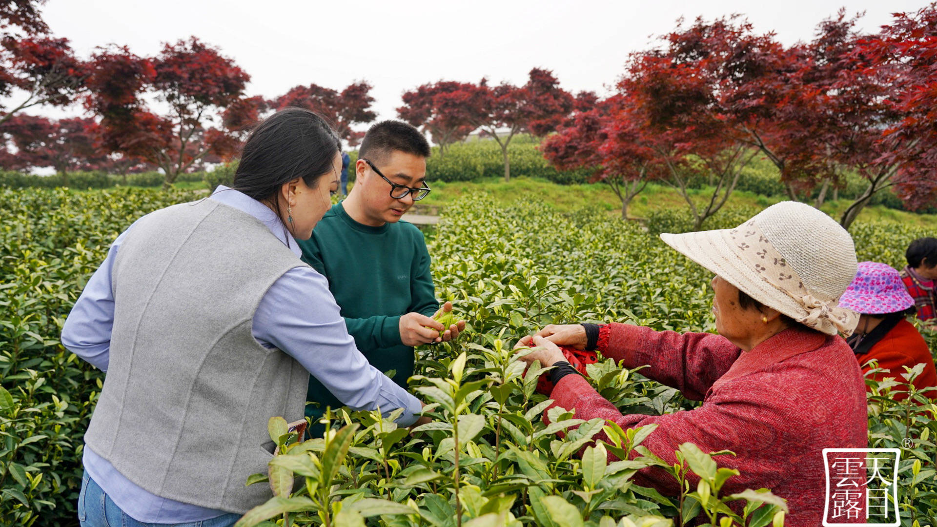 叶子|溧阳“天目云露”白茶再次荣获世界绿茶评比金奖