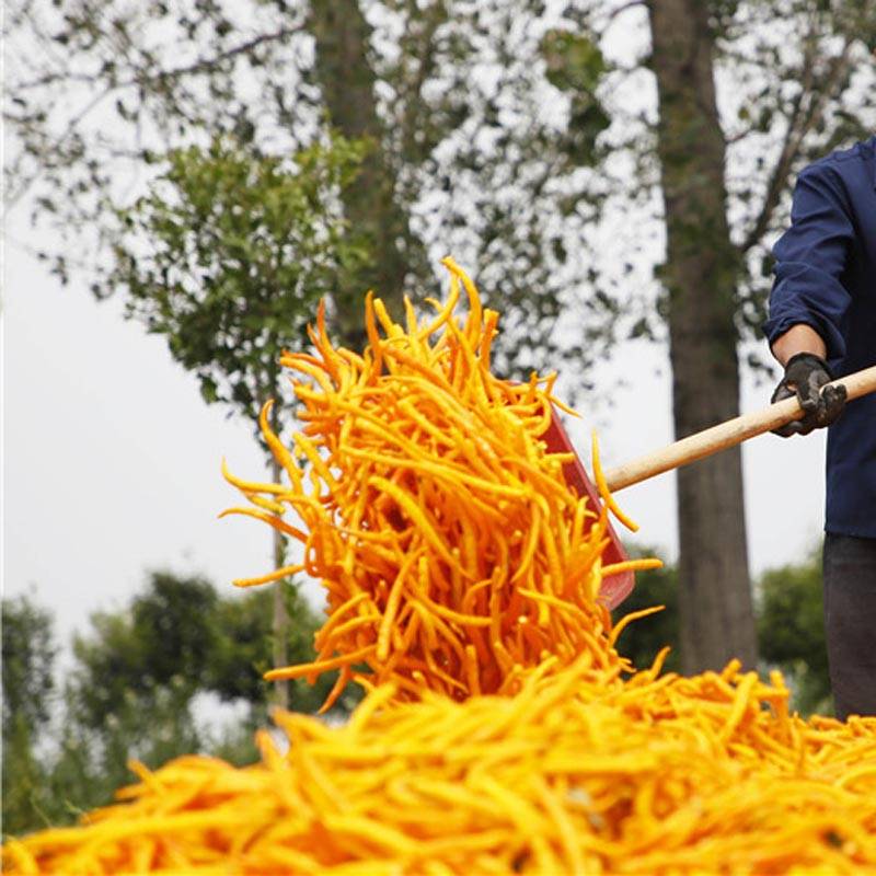 由于黄帝线椒色泽艳丽,果型美观,辣味极高,熟果色形似黄金长条,更与