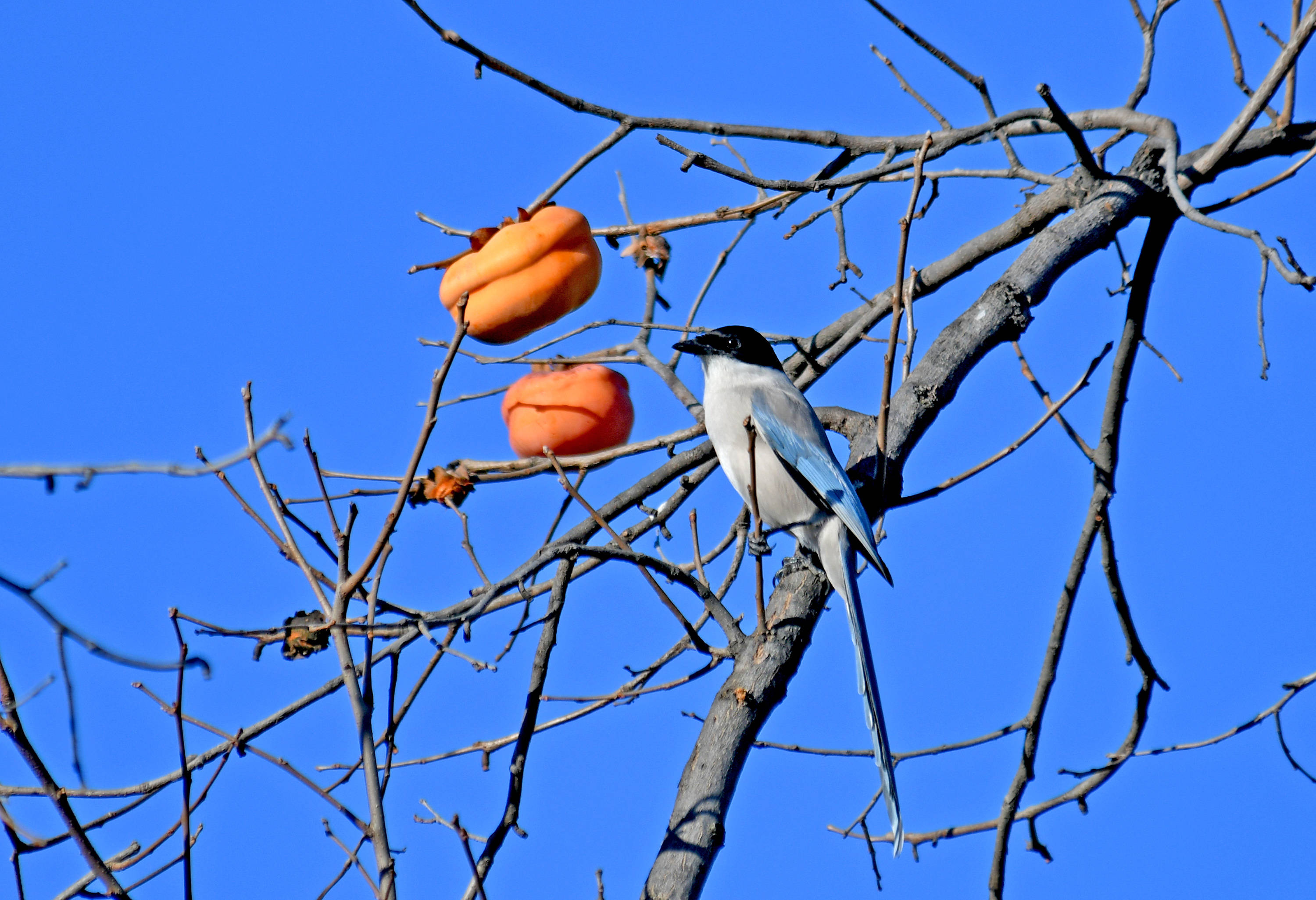 喜鹊在柿子树上的图片图片