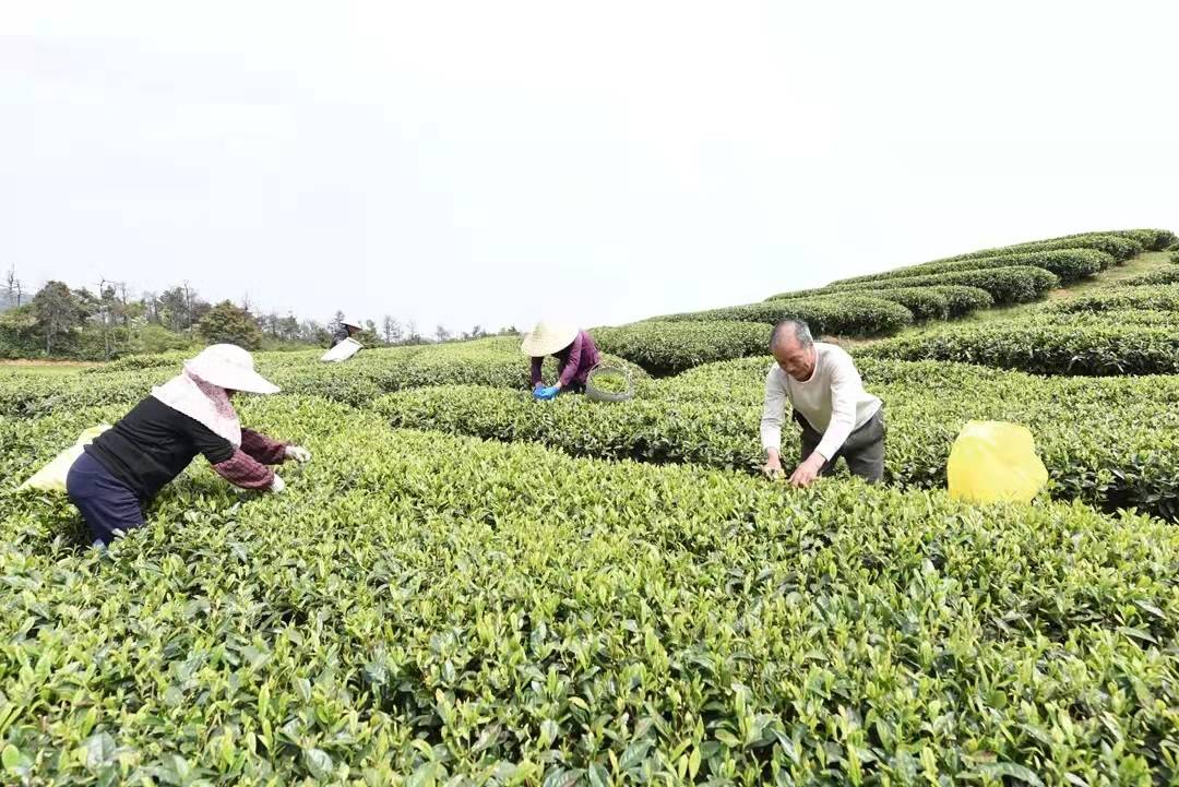 人间|人间虽劳碌，杯茶不可少