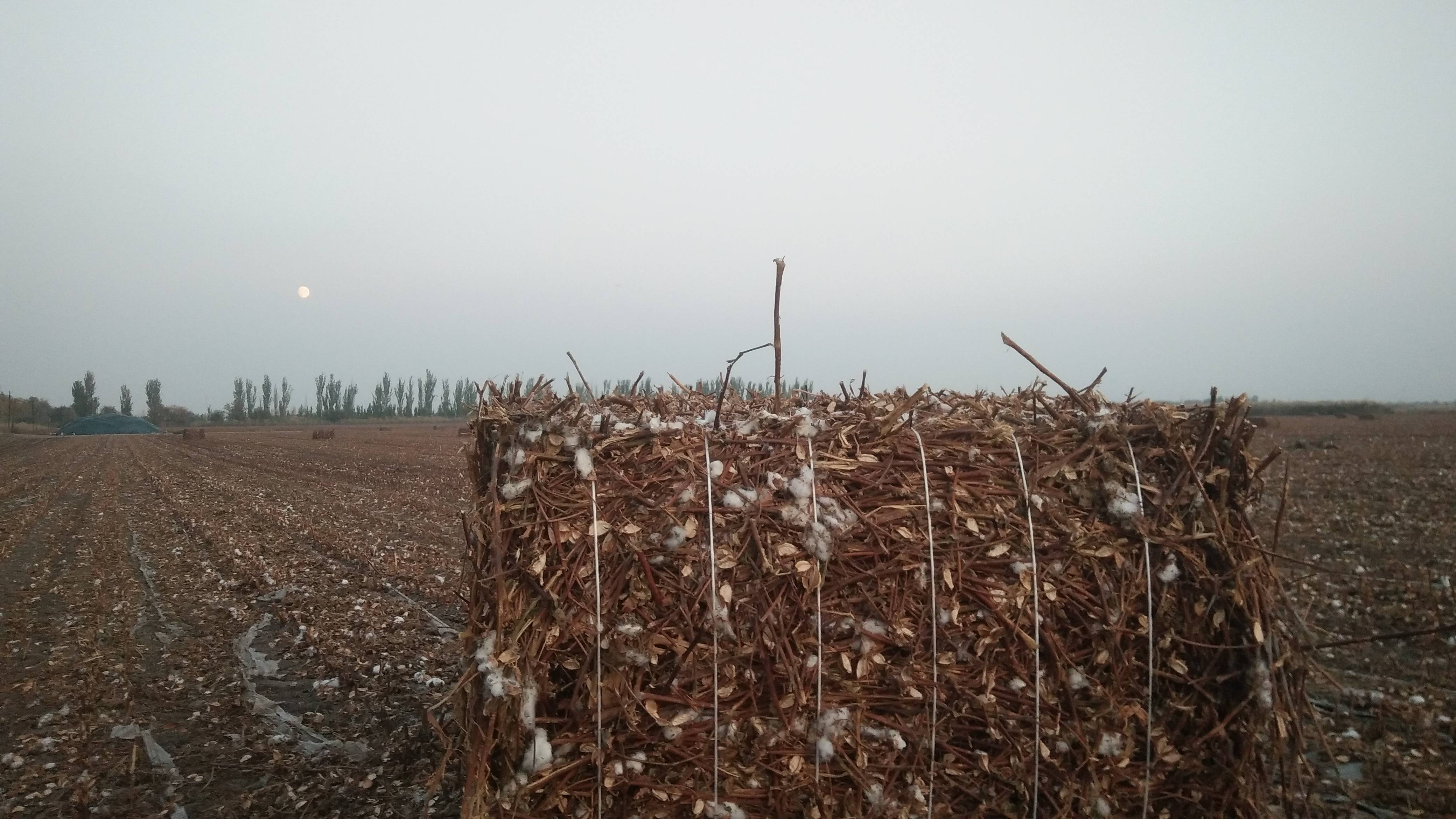棉花杆子是卖钱好还是粉碎了还田好一起来看看吧