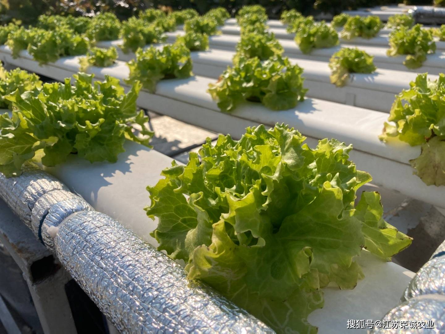 关于水培,袁隆平院士教会了我们哪些?