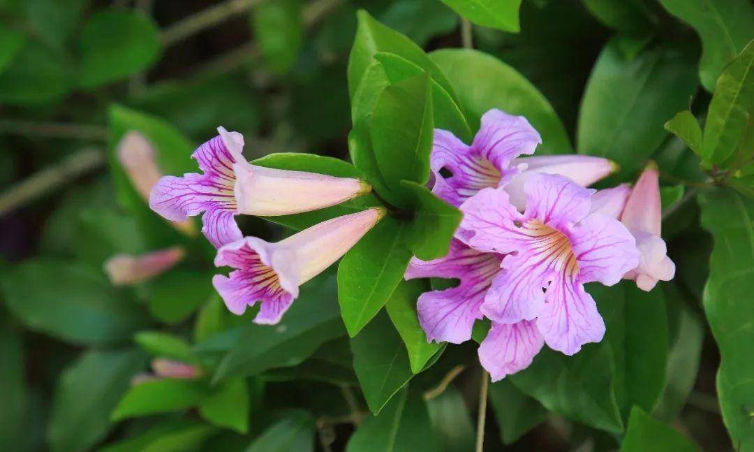 两两腋生,成双成对——连理藤