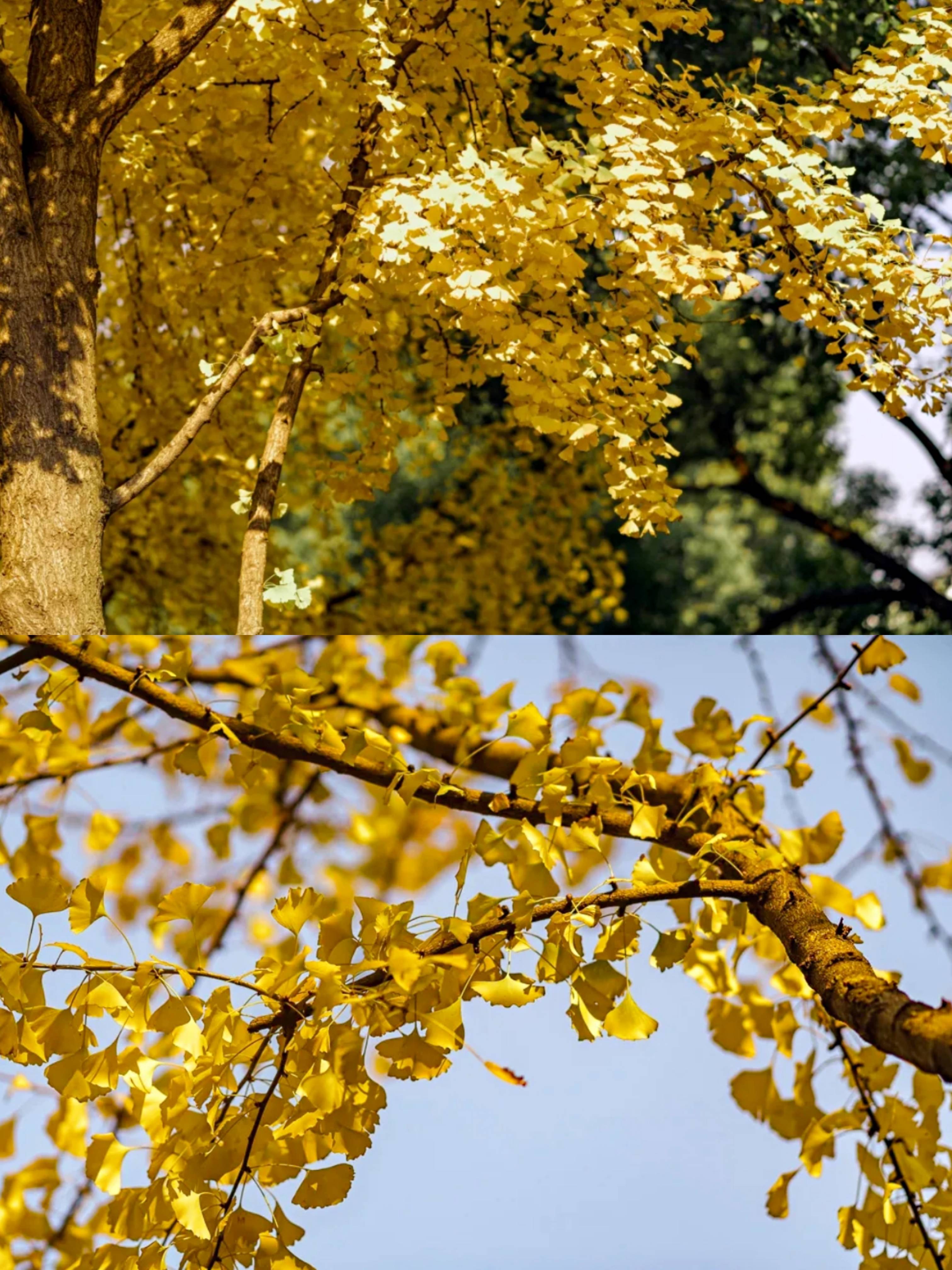 苏州西山|小众隐藏地赏银杏