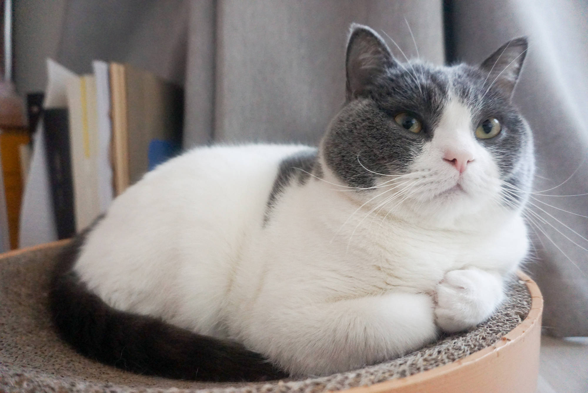 最容易长胖的5种猫快来看看你家猫上榜了吗