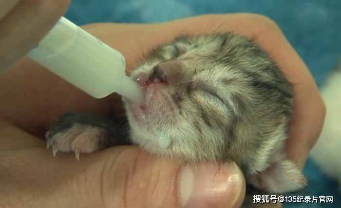 sbs韓國動物保護紀錄片拯救動物第6季