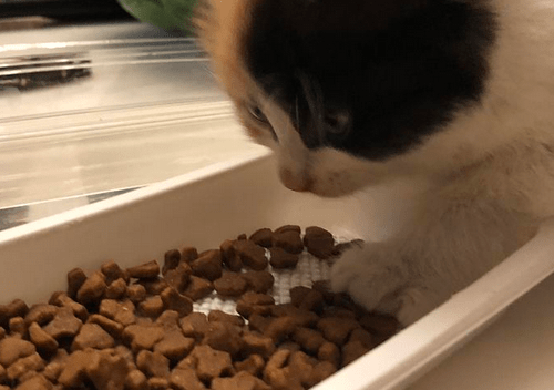 补充猫咪日记：加菲猫不发腮怎么办