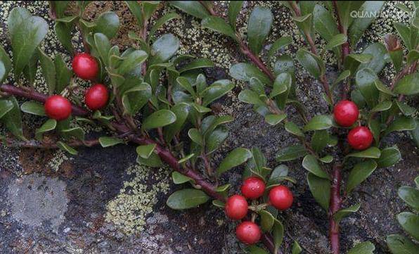 玉树流光结铃铛——熊果