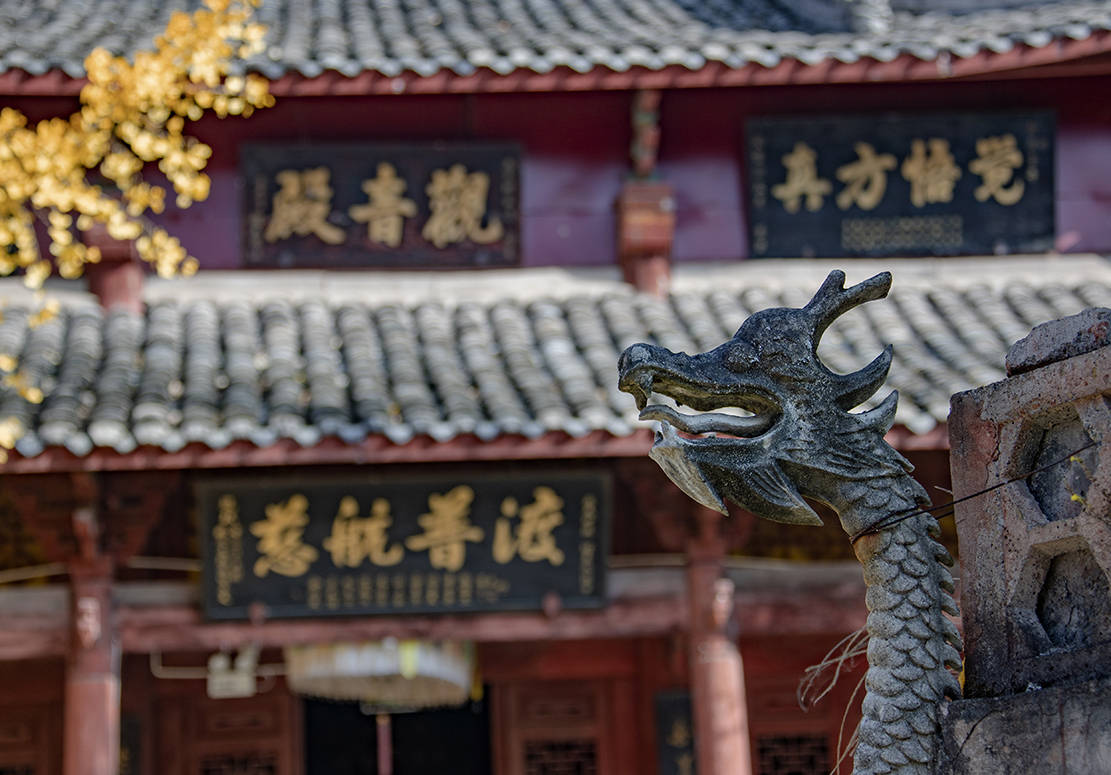 千年古刹天皇寺:深秋银杏醉游人_越西县_陈先林_刘国兴