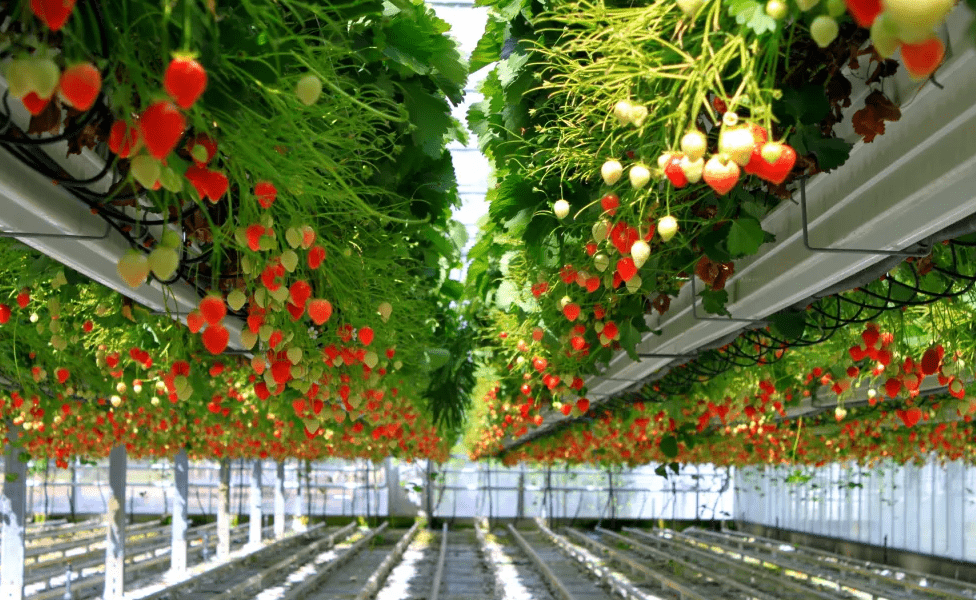 无土栽培,彰显现代农业的魅力